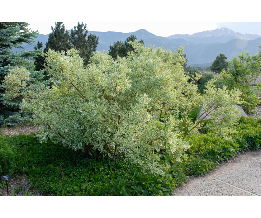 Variegated Dogwood